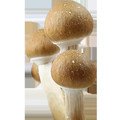 Esporas de Psilocybe Cubensis Hawaiian Imprimir